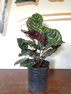 Calathea Makoyana - 3E - Flores Negras Plantas