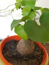 Dioscorea Elephantypes - M12