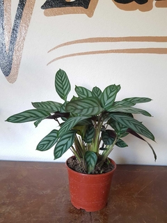 Calathea Setosa - M15 - Flores Negras Plantas