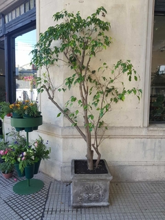 Ficus Benjamina Daniela - 50L