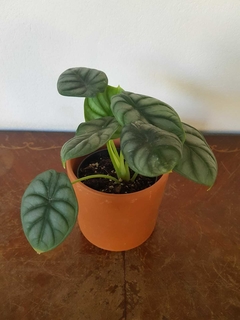 Alocasia Silver Dragon - S12