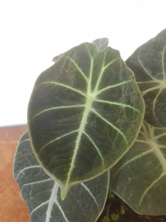 Alocasia Reginula Black Velvet - M15