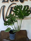 Monstera Deliciosa - 5Litros - Grande