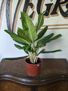 Aglaonema King of Siam - M24