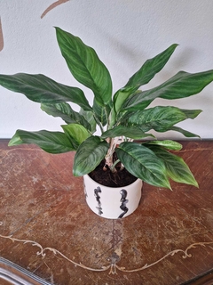 Aglaonema Costa Rica - M15