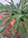 Helecho Asplenium Osaka - M15