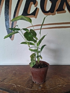 Calathea Ctenanthe - M13 - tienda online