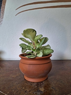 Peperomia Magnolifolia Albina - M11 en internet