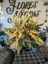 Cryptanthus - Plata - M11