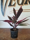 Dracena Rubra - M14