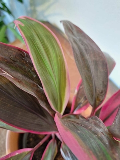 Dracena Rubra - M14 - Flores Negras Plantas