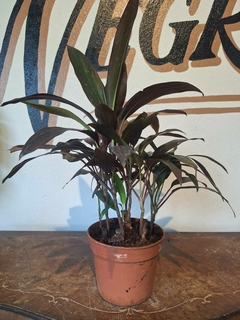 Dracena Rubra - M19 - Flores Negras Plantas