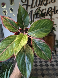 Aglaonema Pink - M14