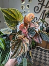 Peperomia Caperata Variegada - M11