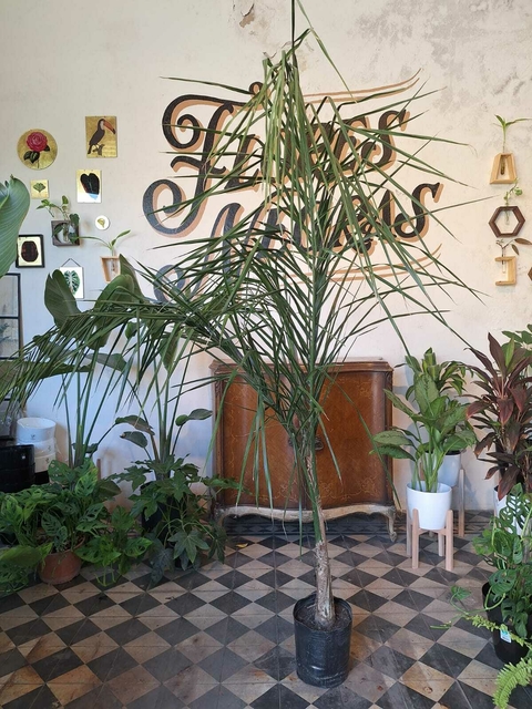 Palmera Pindo - 7 Litros