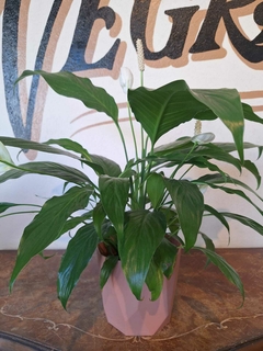 Spathiphyllum - M15 en internet