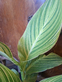 Achira Variegada - 7L