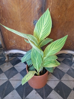 Achira Variegada - 5L - comprar online