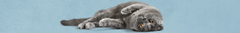 Banner da categoria Gatos