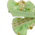 Parzinho Bico de Pati Baby Gravatinha GR FT09 com Meio Bordado Star Brilhos (2022) - comprar online