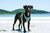 Peitoral para Cachorros de Neoprene - SEA na internet