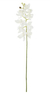 Haste de mini orquídea branca