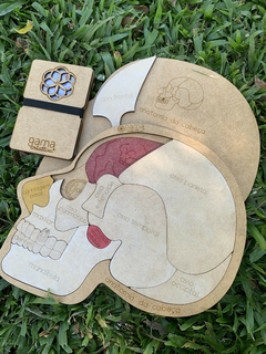 Anatomia da Cabeça + cards - Ekko Brinquedos Educativos