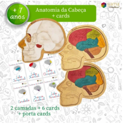 Anatomia da Cabeça + cards