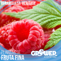 Colección 10 Plantas de Fruta Fina - comprar online
