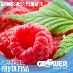 Colección 30 Plantas -a elección- de Fruta Fina - comprar online
