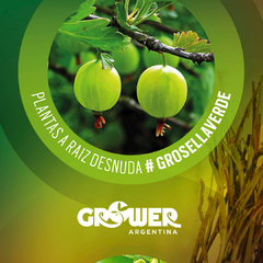Colección #4 Plantas de Fruta Fina (18 unidades) - Grower Argentina