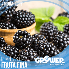 Colección #1 Plantas de Fruta Fina (18 unidades) - Grower Argentina