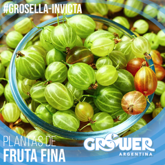 Colección 10 Plantas de Fruta Fina - Grower Argentina