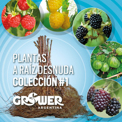 Colección #1 Plantas de Fruta Fina (18 unidades)