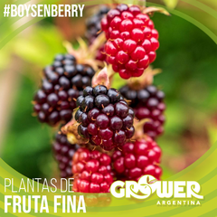 Colección #2 Plantas de Fruta Fina (18 unidades) - comprar online