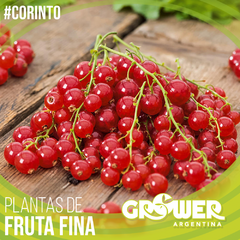 Colección #2 Plantas de Fruta Fina (18 unidades) - Grower Argentina
