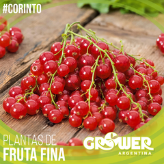 Imagen de Colección 16 Plantas de Fruta Fina en Tierra