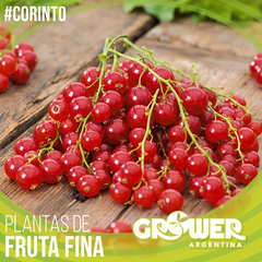 Colección 24 Plantas -a elección- de Fruta Fina - Grower Argentina