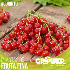 Colección 75 Plantas -a elección- de Fruta Fina - Grower Argentina