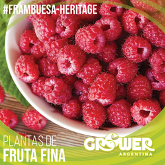 Imagen de Colección #2 Plantas de Fruta Fina (18 unidades)