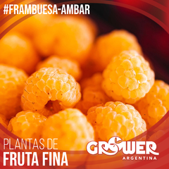 Colección MIX Frambuesas Plantas de Fruta Fina (18 unidades) en internet