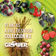 Colección #2 Plantas de Fruta Fina (18 unidades)