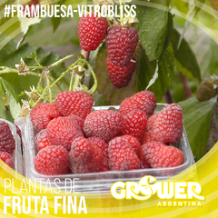 Colección #3 Plantas de Fruta Fina (18 unidades) - Grower Argentina