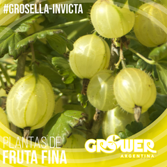 Colección #3 Plantas de Fruta Fina (18 unidades) en internet