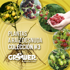 Colección #3 Plantas de Fruta Fina (18 unidades)