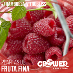 Colección MIX Frambuesas Plantas de Fruta Fina (18 unidades) - Grower Argentina