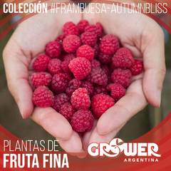 Pack Plantas de Frambuesas #AutumnBliss Fruta Fina (18 unidades) - comprar online