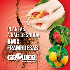 Colección MIX Frambuesas Plantas de Fruta Fina (18 unidades)