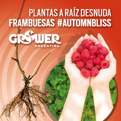 Pack Plantas de Frambuesas #AutumnBliss Fruta Fina (18 unidades)