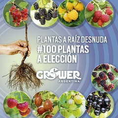 Colección 100 Plantas -a elección- de Fruta Fina